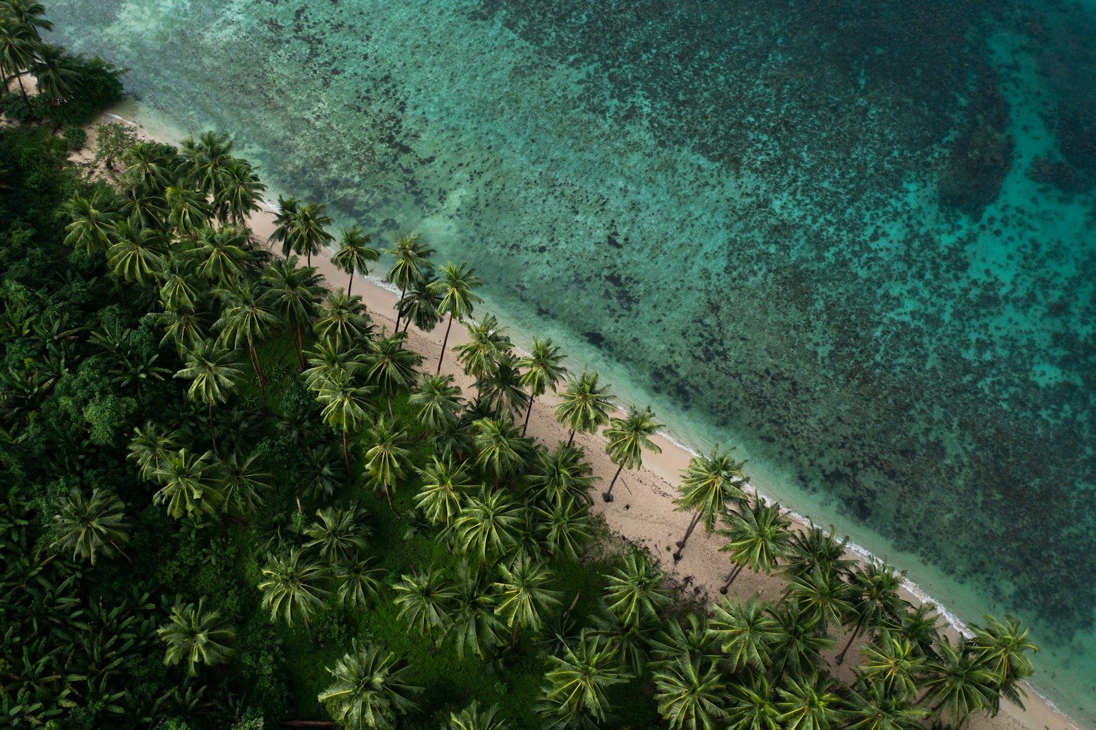 Aerial view of a palm-lined beach and its turquoise reef